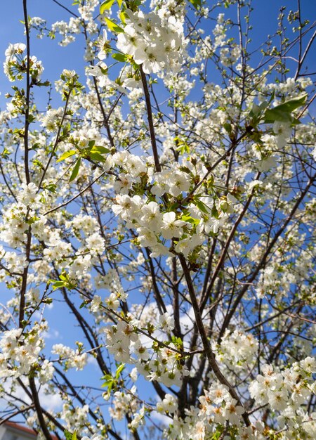 Flores florecientes del ciruelo en un soleado día de primavera en Grecia