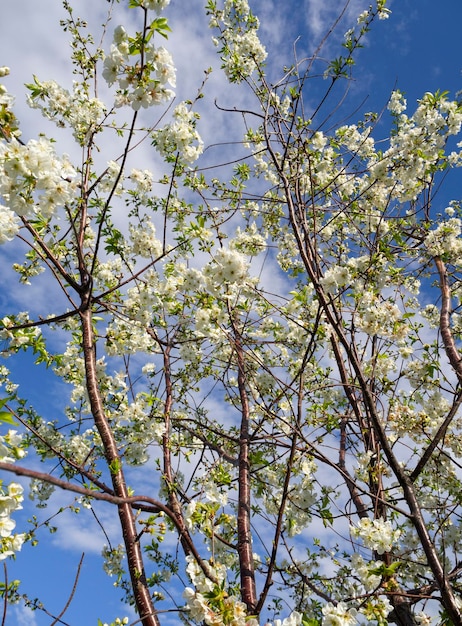 Flores florecientes del ciruelo en un soleado día de primavera en Grecia