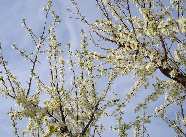 Flores florecientes del ciruelo en un soleado día de primavera en Grecia