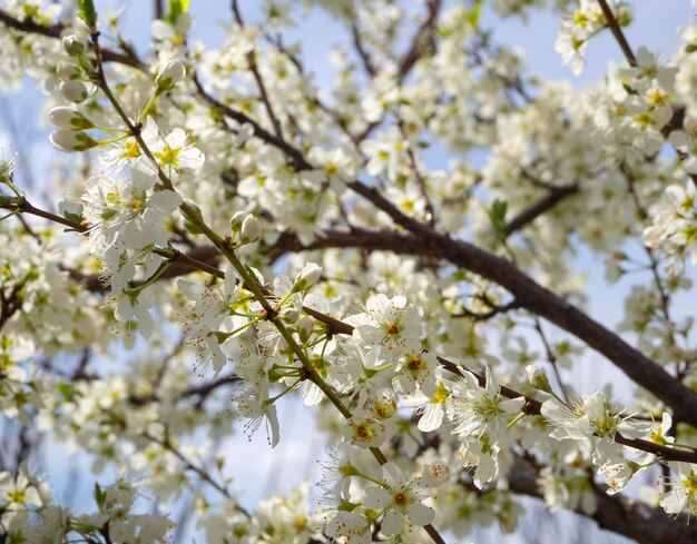 Flores florecientes del ciruelo en un soleado día de primavera en Grecia