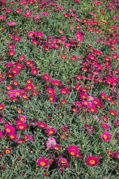 Flores florecientes como fondo