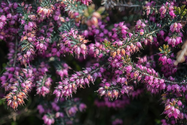 Flores florecientes como fondo