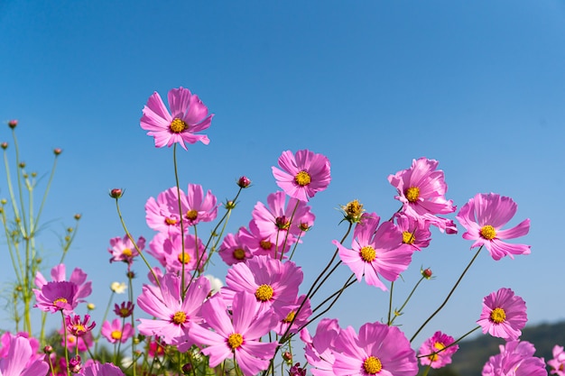 Flores florecientes cosmos rosa