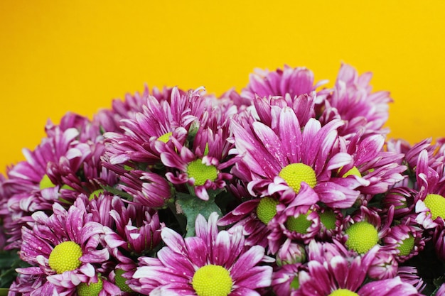 Flores florecientes del crisantemo rosado en fondo amarillo de la pared