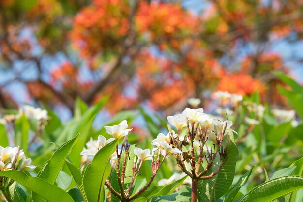 Flores florecientes de frangipani