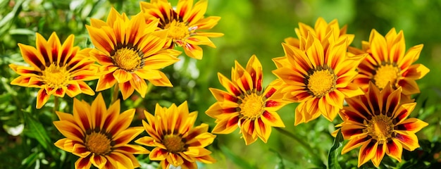 Flores florecientes de gazania o margarita africana en un jardín