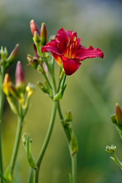 Flores florecientes Hemerocallis en un parterre de flores en el jardín en verano.