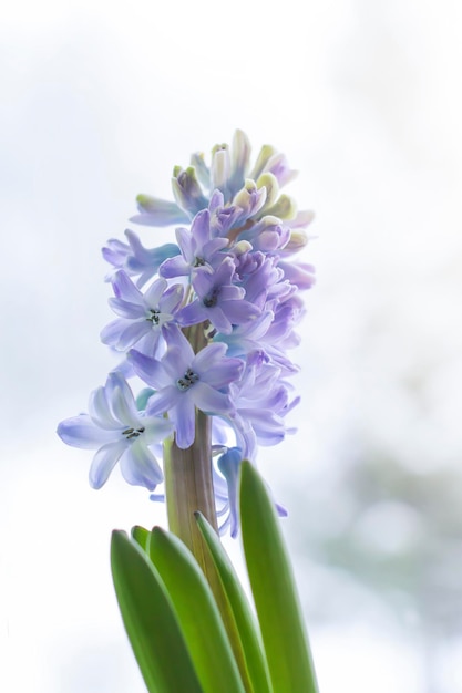 Flores florecientes del jacinto violeta en pote