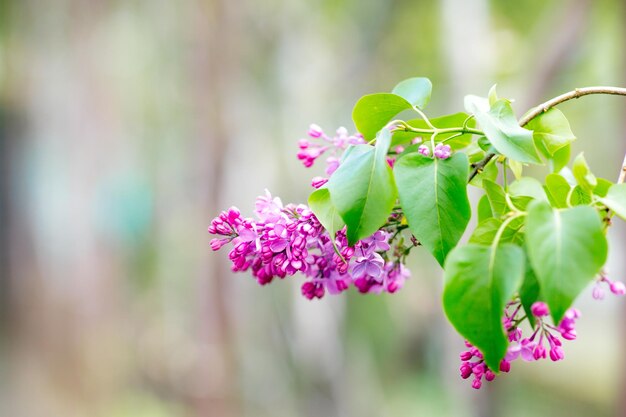 Flores florecientes lilas