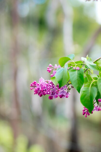 Flores florecientes lilas