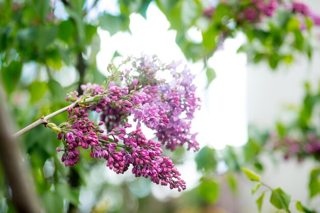 Flores florecientes lilas