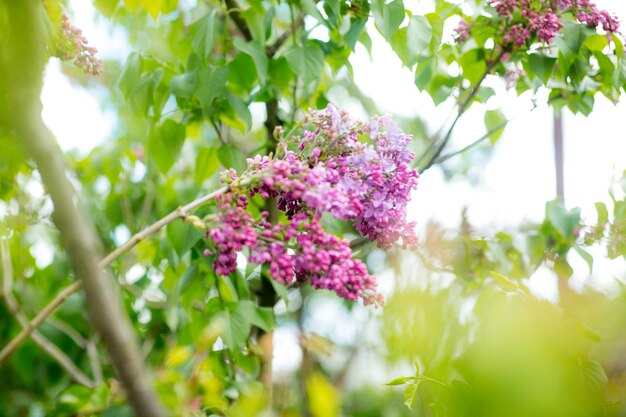 Flores florecientes lilas