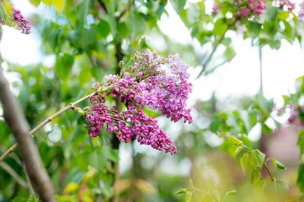 Flores florecientes lilas