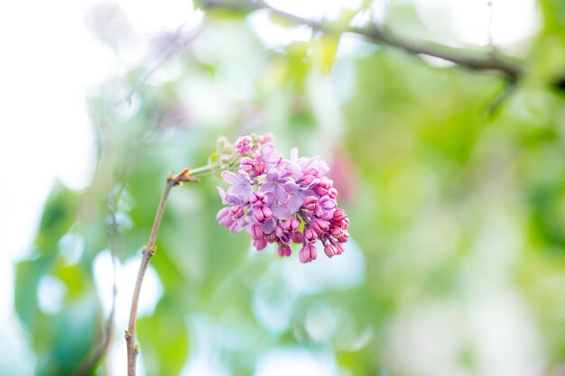 Flores florecientes lilas