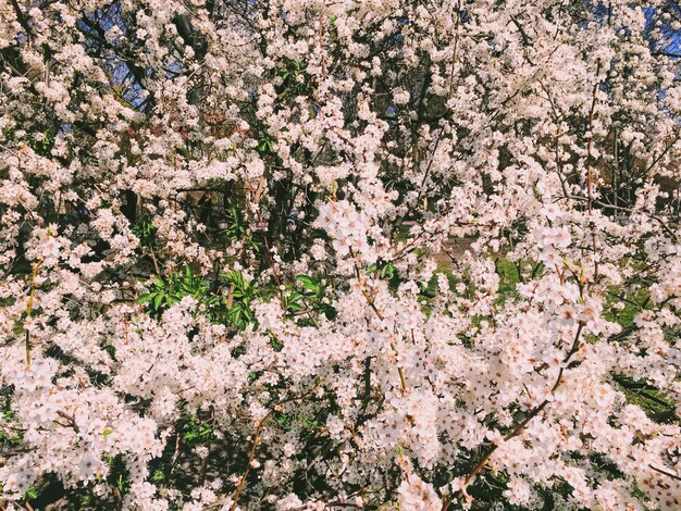 Flores florecientes del manzano en primavera como fondo floral