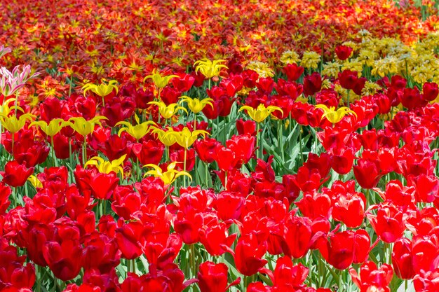 Flores florecientes multicolores