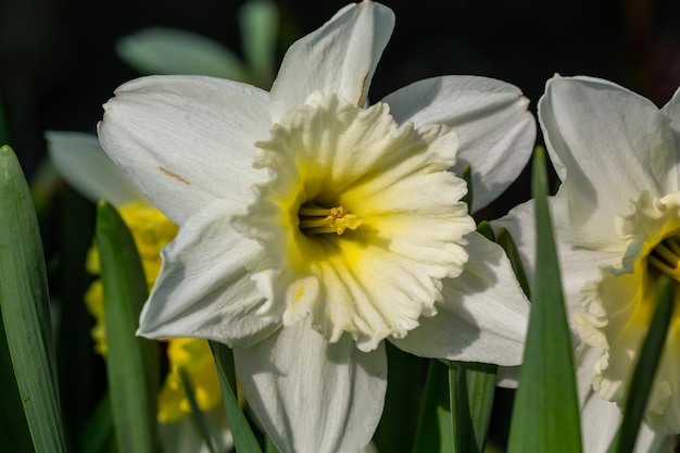 Flores florecientes de narcisos en primavera fotografía macro Jardín de flores flor de narciso