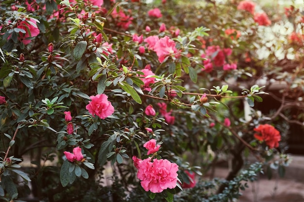 Flores florecientes de la planta de rododendro azalea