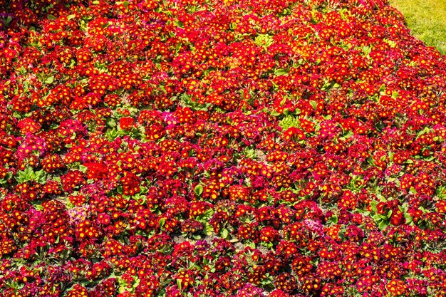 Flores florecientes en primavera como fondo floral