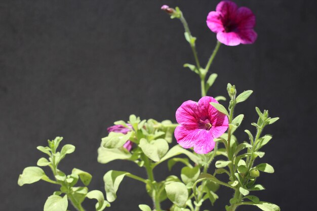 Flores florecientes del primer plano de la planta de petunia