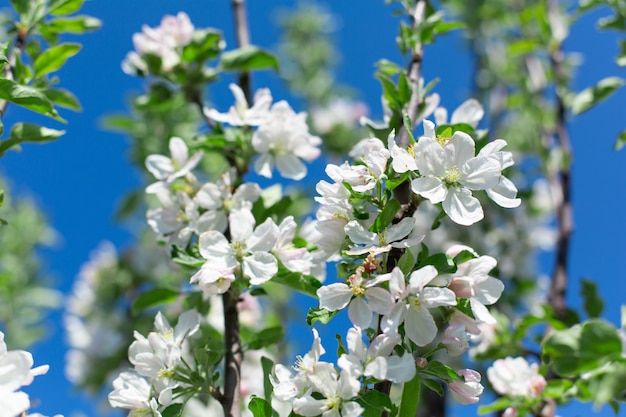 Flores florecientes en las ramas de los árboles