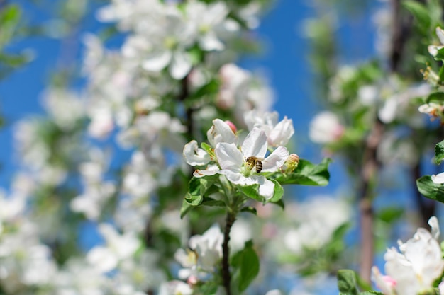 Flores florecientes en las ramas de los árboles