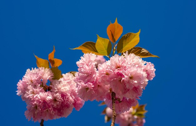 Las flores florecientes de sakura se cierran con el cielo azul sobre el fondo de la naturaleza Flor de cerezo Sacura c