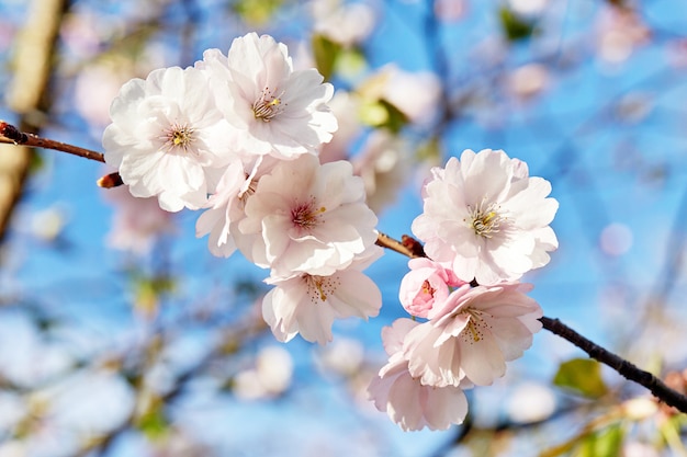 Flores florecientes de sakura japon