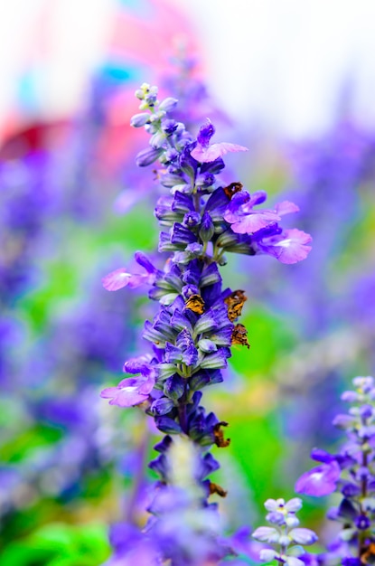 Flores florecientes de salvia