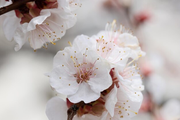 Flores florecientes con tiernos pétalos blancos y estambres en la rama de un árbol frutal flor escénica en