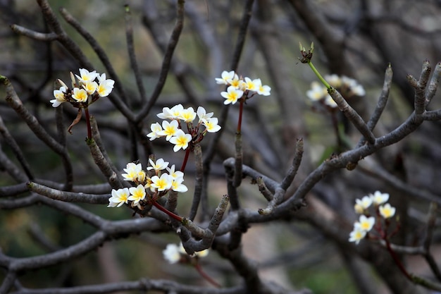 Las flores florecieron maravillosamente y se veían frescas.