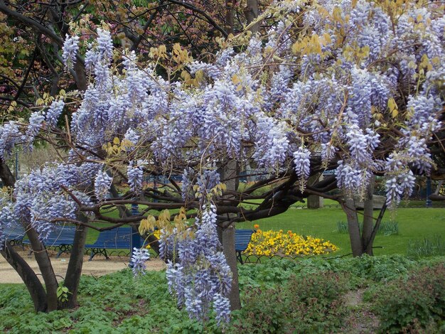 Foto flores florescendo em árvores no parque