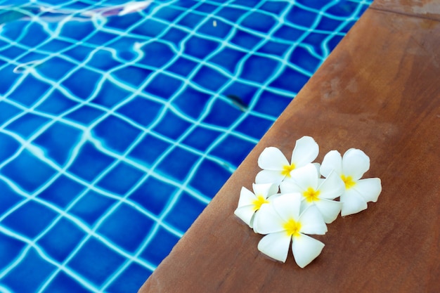 Flores flotantes de frangipani en la piscina.