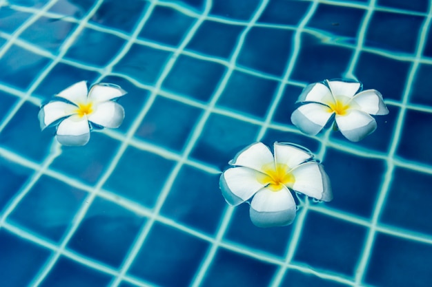 Flores flotantes de frangipani en la piscina.