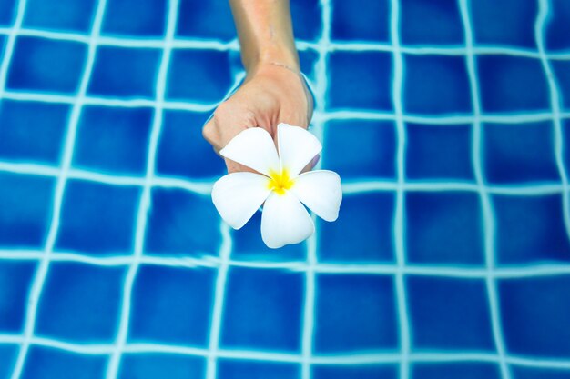 Flores flotantes de frangipani en la piscina.