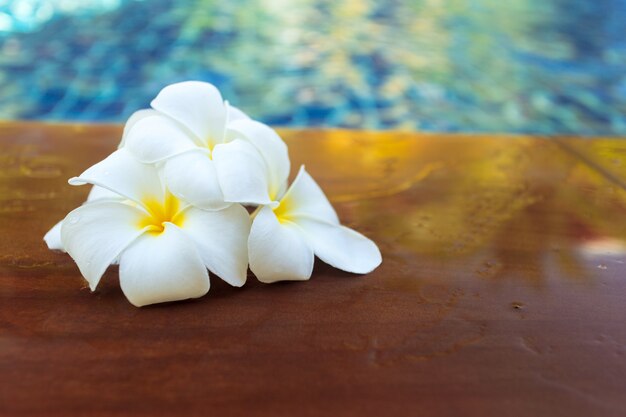 Flores flotantes de frangipani en la piscina.