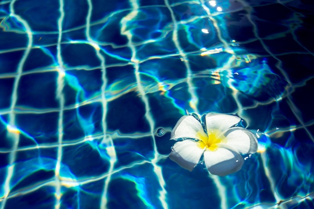 Flores flotantes de frangipani en la piscina.