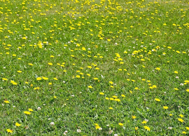 Flores fondo amarillo