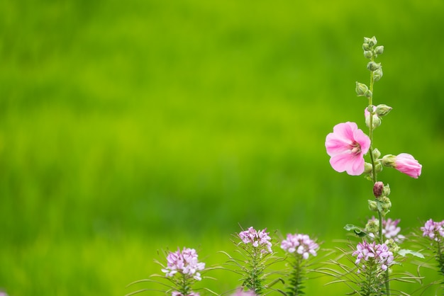 Flores en el fondo del campo verde