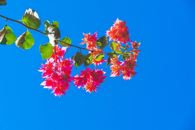 Foto flores en el fondo del cielo azul