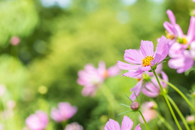 Flores de fondo, cosmos rosa.