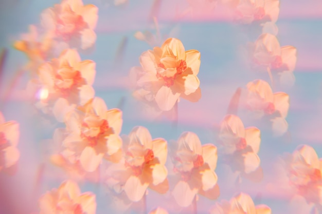 Flores en un fondo holográfico el bouquet de narcisos con efecto koleidoscopio