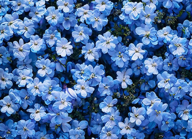 Foto flores de fondo de pared flores frescas en flor con textura en colores azules