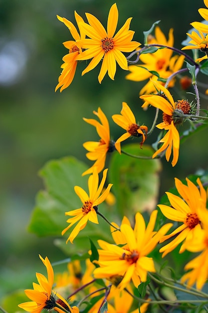 flores de fondo de verano