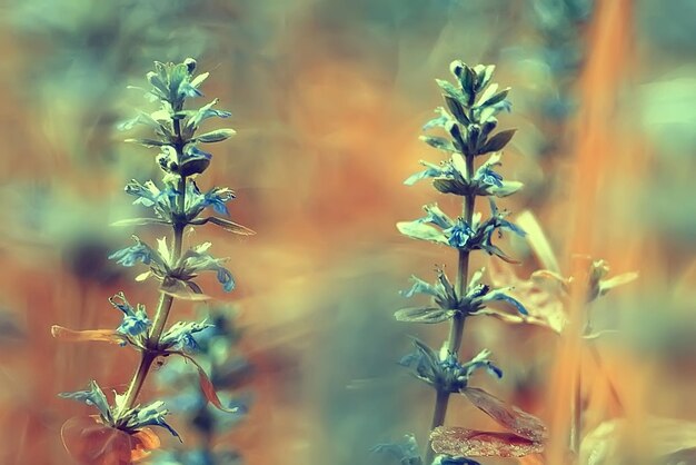 flores de fondo vintage, naturaleza hermosa, diseño tonificante naturaleza primaveral, plantas solares