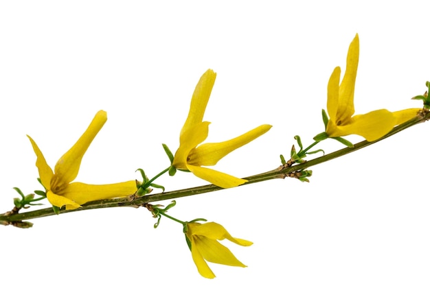 Flores de forsitia aisladas sobre un fondo blanco