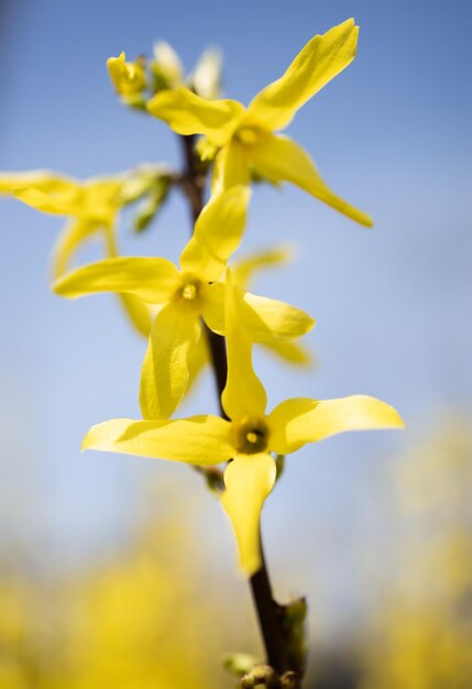 Flores de Forsythia con un cielo azul en el fondo