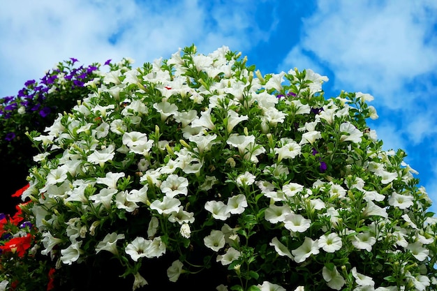 Las flores de la foto