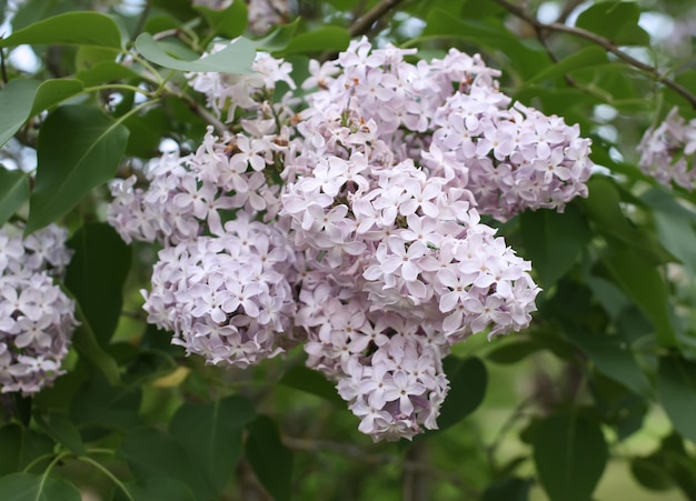 Flores fragantes lilas púrpuras en el parque de verano