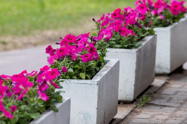 Flores de frambuesa en macetas de hormigón para decorar parques y calles